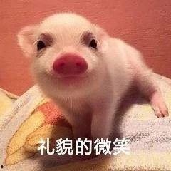 成人猪猪短视频apk,解锁快乐时光的必备神器