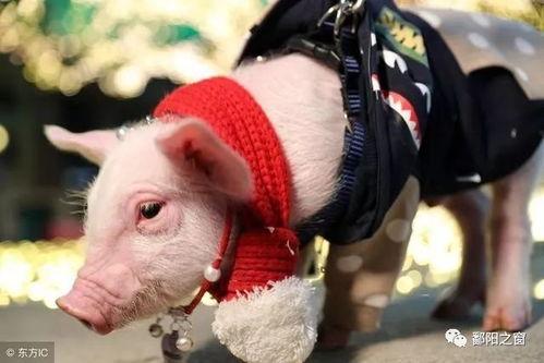 成人猪猪短视频apk,解锁快乐时光的必备神器